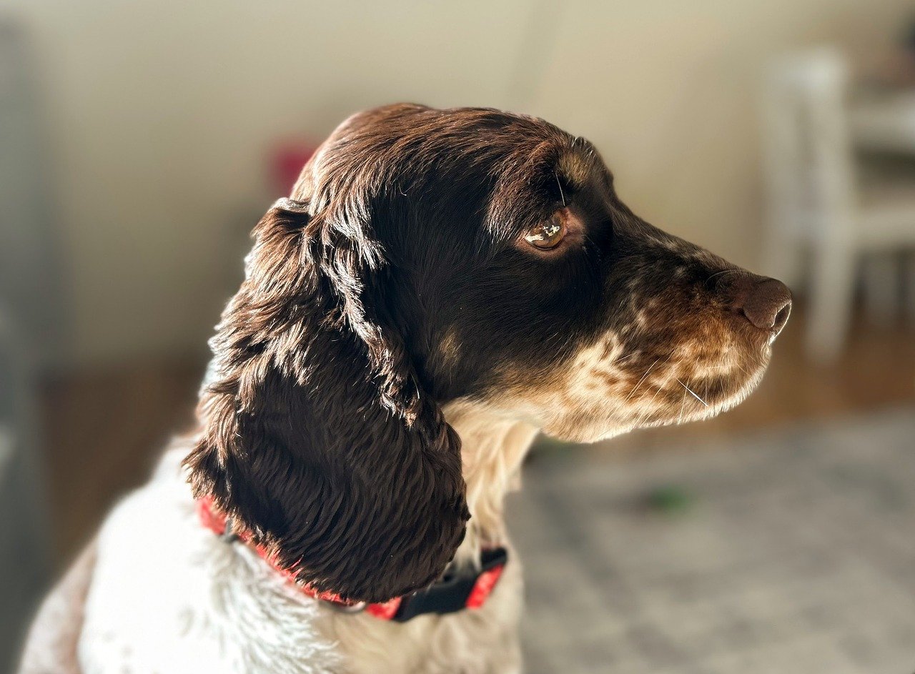 How to Keep Your Pet Calm During Long Flights